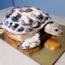 Suchozemská želva